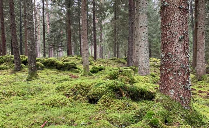 The forest - Ytterpaneler, konstruktionsvirke, råspontsluckor och takstolar.